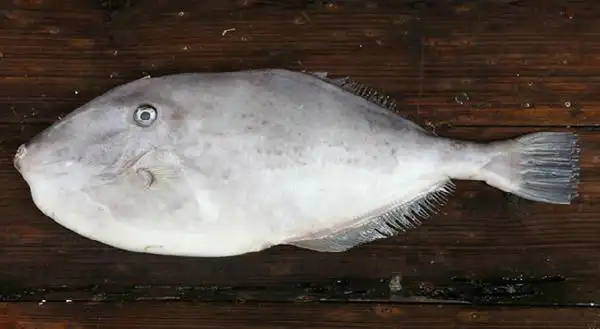 食材分享|潮汕"剥皮牛"鱼饭,那种鲜可能是北方人无法体验的