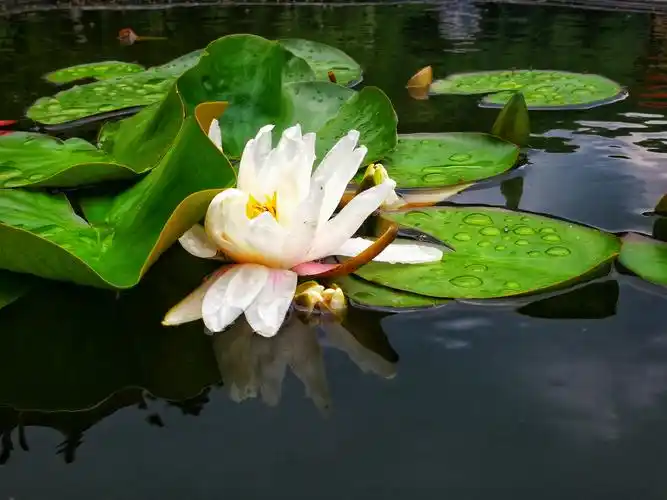 莲花开了,满世界都是菩萨的微笑