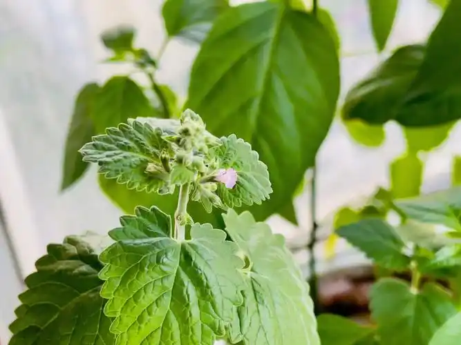 阳台的薄荷开花啦