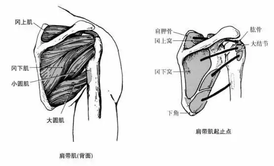 肩部肌肉结构及收缩功能