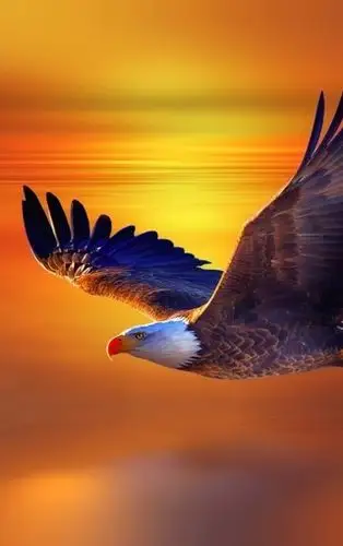 最霸气的鹰图片壁纸