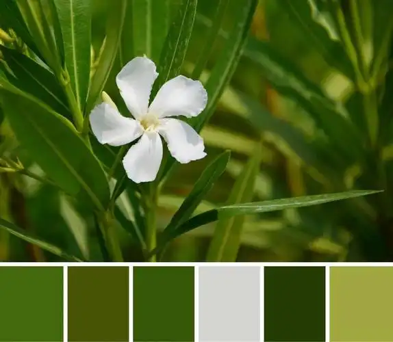 紫的风韵雍容绿的几欲流淌,蓝的一尘不染……秦汉夏日里的独特色卡不