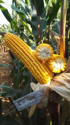 9月22日,山西长治屯留(东亚)春玉米生试组,958作为对照.