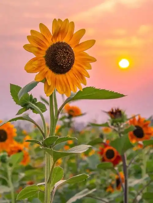 壁纸全网超火的手机壁纸