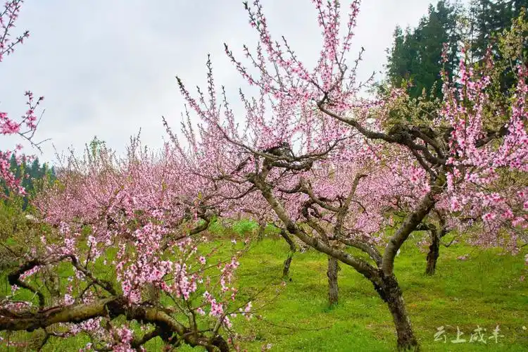 咸丰桃花多姿多彩田园风景如画