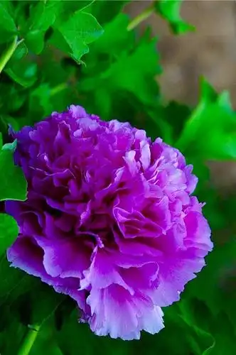 一一洛阳牡丹文化节巡礼