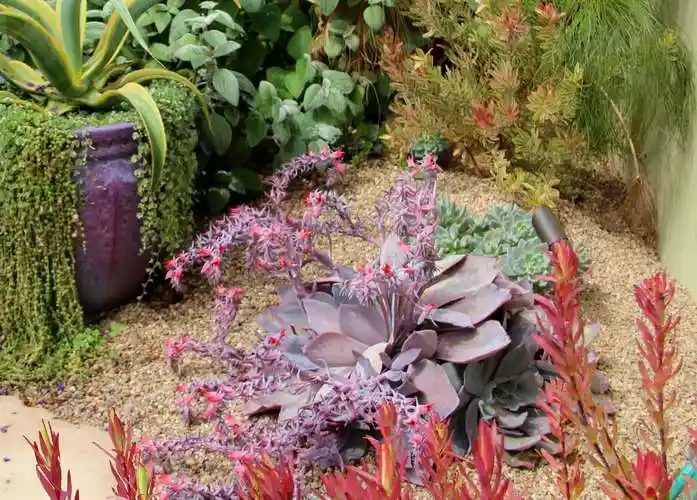 我的多肉人生,开始得很莫名其妙._庭院