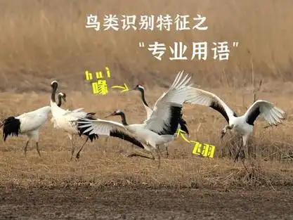 飞羽 猎奇_猎奇疯狂博士飞羽_猎奇作者飞羽是哪国人 - 抖音