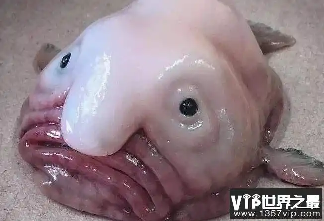 世界上最恐怖的十种鱼 世界上最吓人的十大鱼类