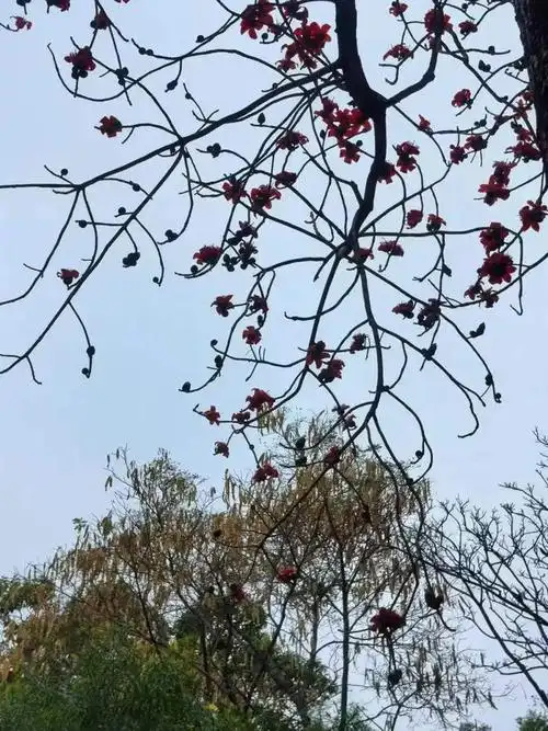 温馨提示:以上为中山公园实拍木棉花不像一般花草必须贴近才可欣赏