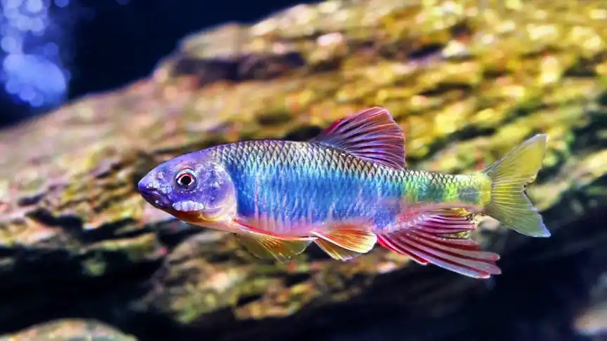 原生鱼 #溪流缸 #长鳍鱲 #宽鳍鱲