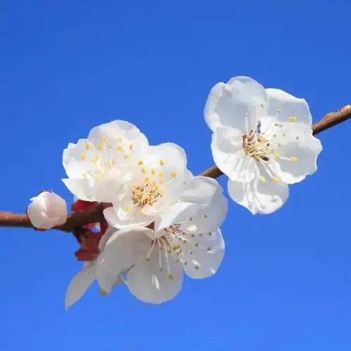 有关桃花头像_头像图片_扣扣乐园