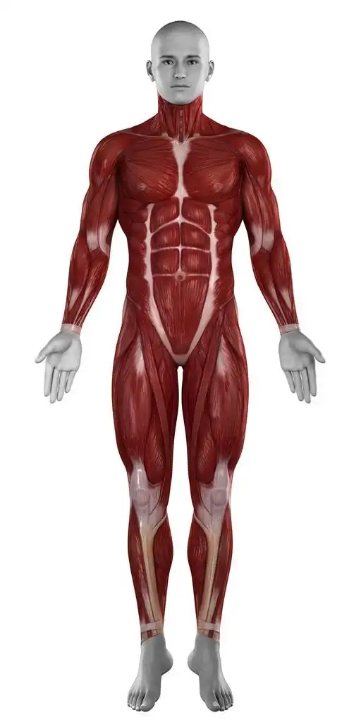 男人的肌肉解剖,男人肌肉解剖分离在白色背景上的前视图