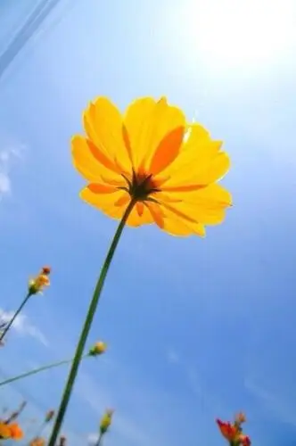 花朵小清新头像