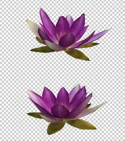 荷花旋转循环动画植物通道背景莲花荷花合成素材粉色荷花vjshi网是