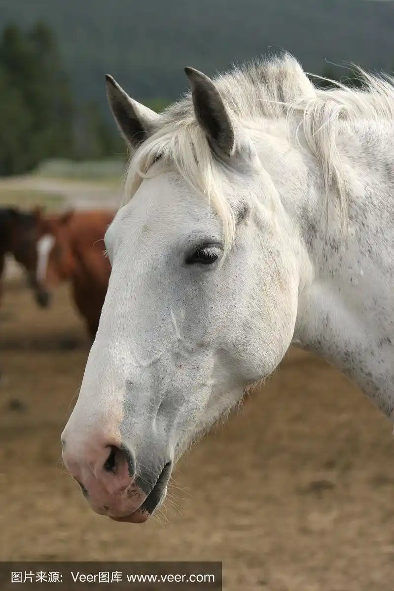 白马,垂直画幅,美国西部,彩色图片,马