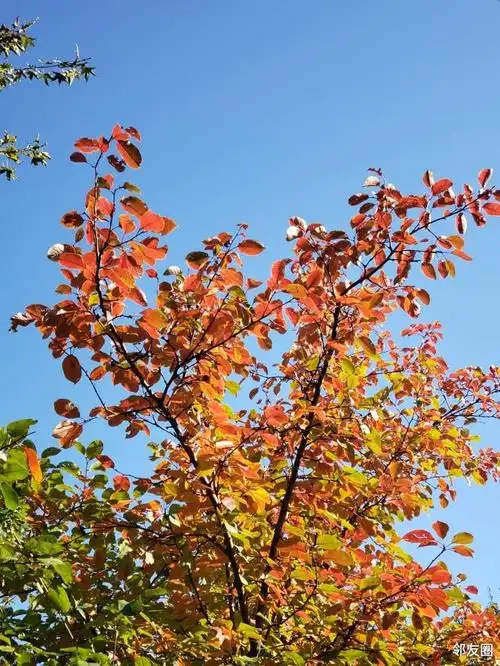秋已渐浓又到红叶烂漫时拍了多年的西府海棠今天才知道
