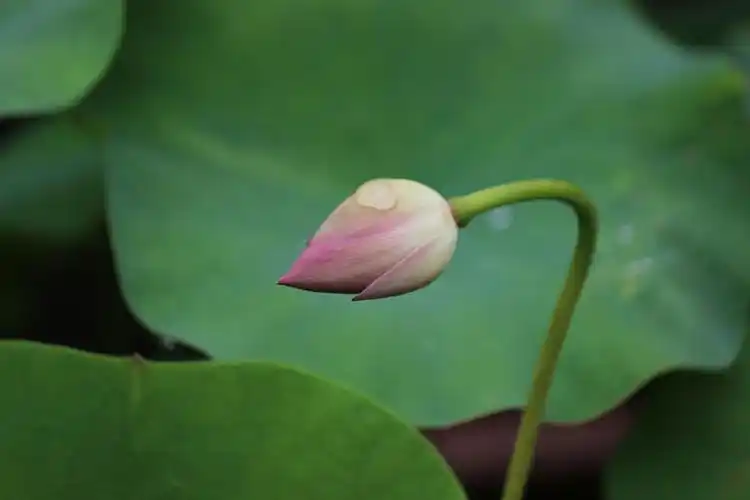 青青的,绿绿的,白白的,粉粉的,卷卷的安静立在满湖的荷叶中,如诗如画