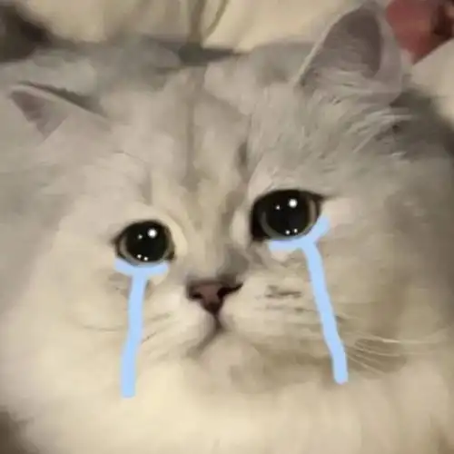 倒霉死勒的猫猫表情包第一弹