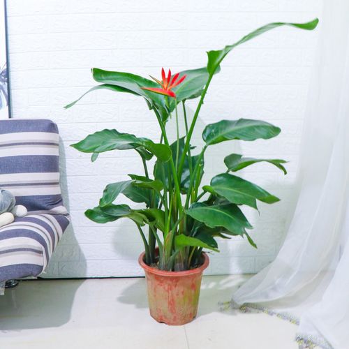 绿植天堂鸟鹤望兰盆栽型客厅植物办公室绿化室内花卉花卉