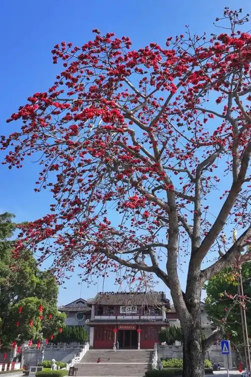 最新实拍肇庆木棉花开了就在这些地方