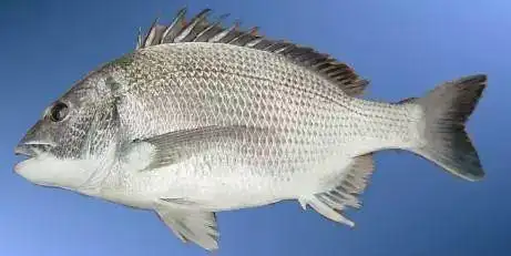 白立,又名澳大利亚黑鲷,北方多称白腊.