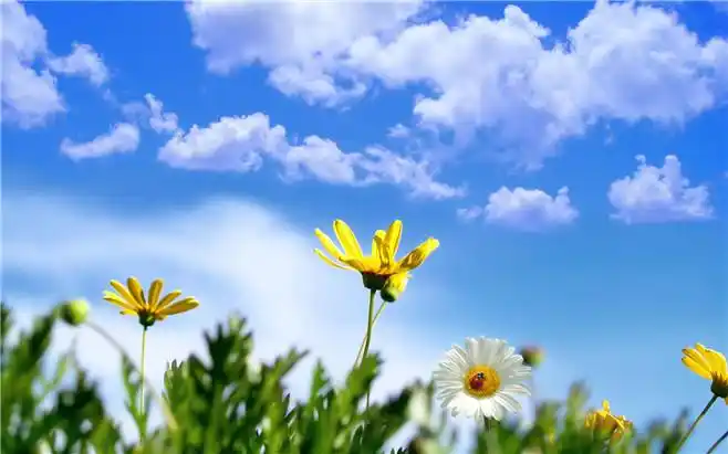 蓝天白云,阳光鲜花