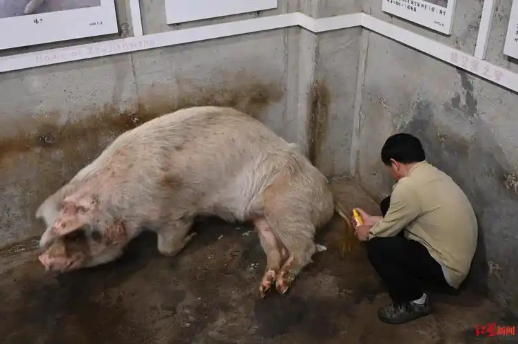 "猪坚强"的一生:从废墟下到博物馆 13年,它一直活在国人目光中_腾讯
