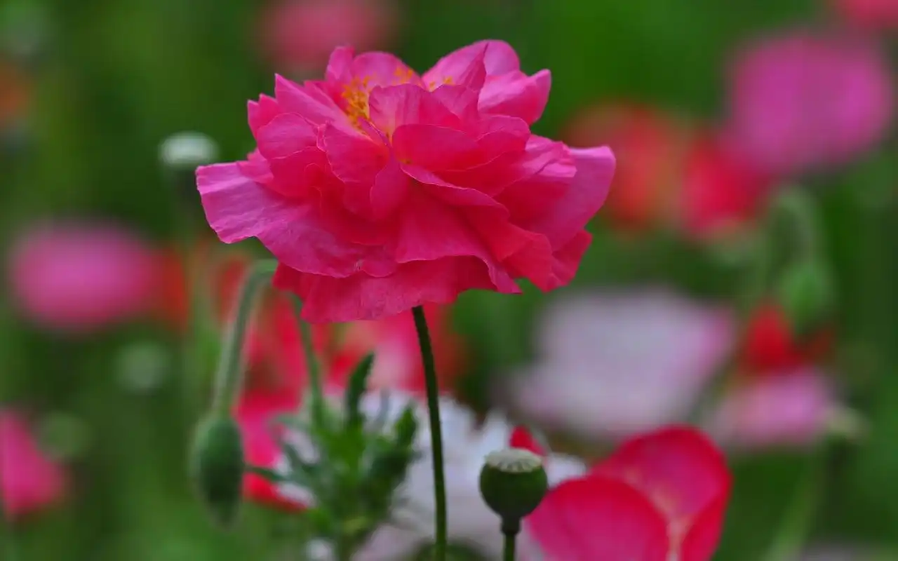 桌面壁纸,盛开的虞美人绽放在草丛中,清新美艳又迷人的自然花卉风景