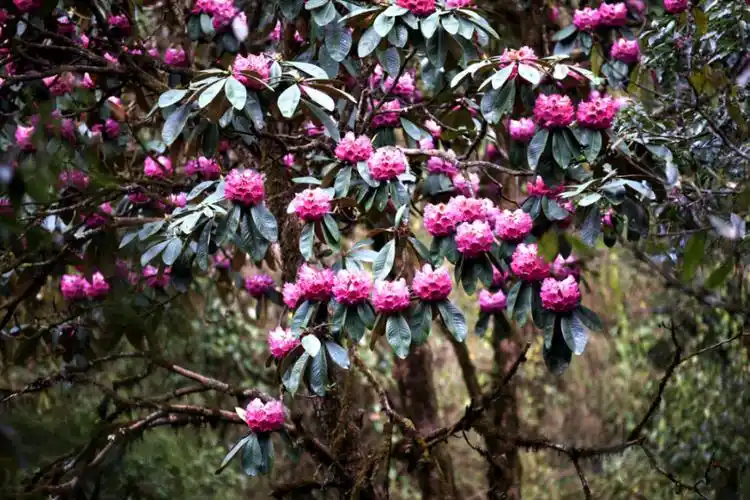 杜鹃花 保山市委宣传部供图