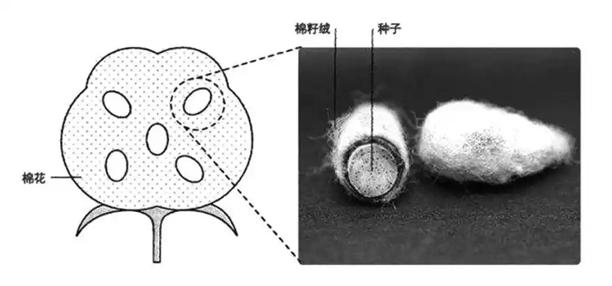 当前棉花加工企业现货销售仍是更优选择