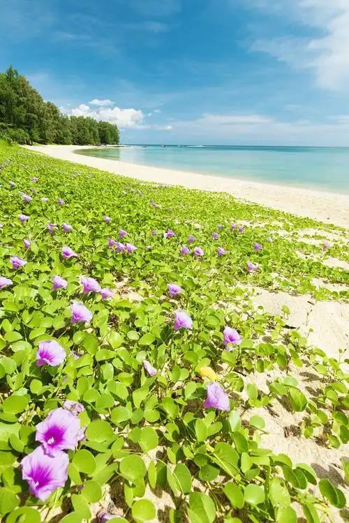 在热带海滩花,在热带海滩上的鲜花.垂直射.