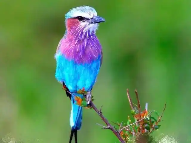 神奇的天堂鸟前世修来金羽毛吉祥如意伴君飞