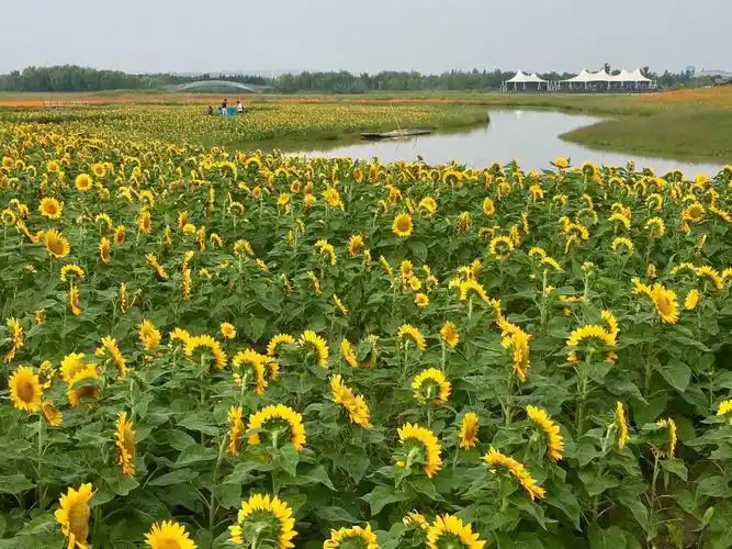 金秋风景如画,十月秋高气爽愿家人幸福平安,好运相伴