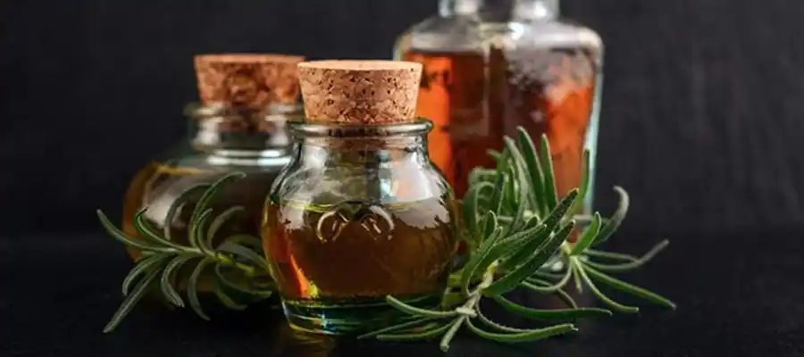 植物萃取精华:黑云杉精油