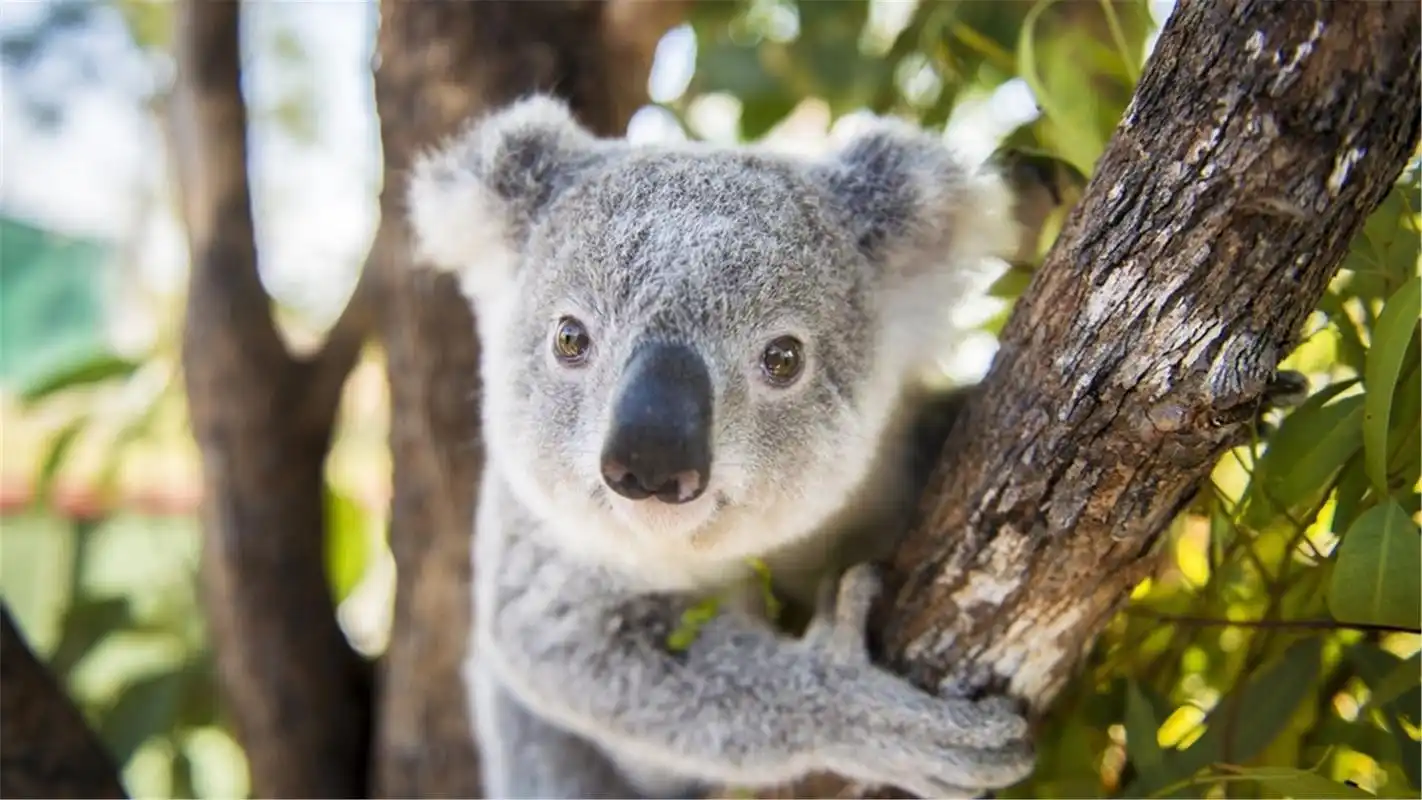 可爱的树袋熊考拉图片高清电脑桌面壁纸宽屏下载