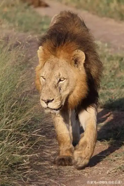 马蹄吧雄狮联盟第四集:马四呆萌的外表下,有一颗暴躁狮王的内心