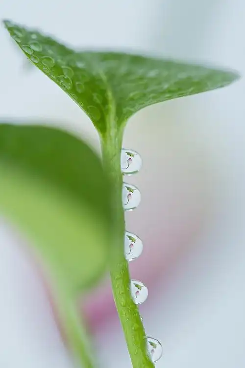 小水滴中的荷花 六