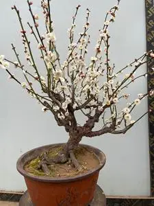 原生矮霸精品盆景桩龙游梅梅花,桩型漂亮.