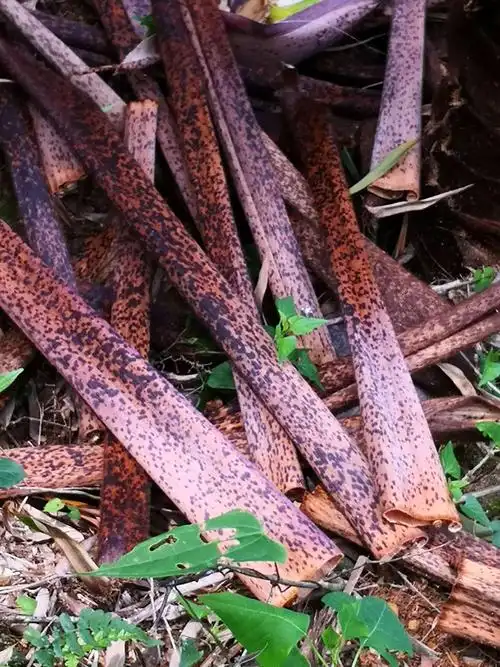 难忘儿时拾过的笋壳叶