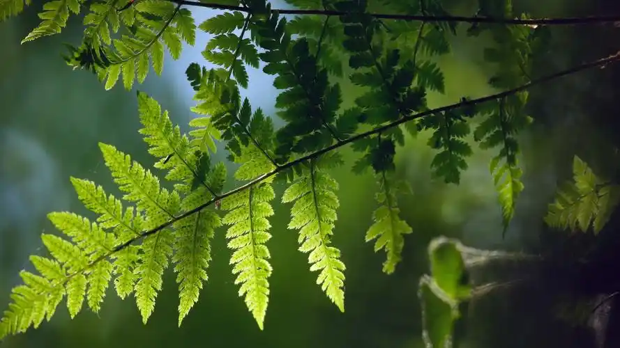 奇妙的微距摄影高清宽屏桌面壁纸