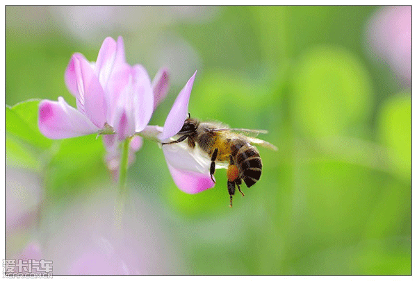 > ☆╮蜂飞蝶舞花艳处╭☆一只普通的蜜蜂,游走在形形色色的鲜花中间