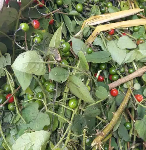 野生白毛藤 又叫白英 白乳草 排风藤 草药500克 新货干货 包邮