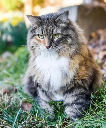 高冷帅气的外表怎会拥有如此温柔的内心——缅因库恩猫