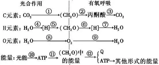 ①过程发生在光合作用的_______阶段;③过程发生在有氧呼吸的
