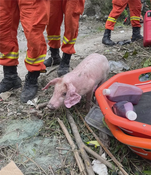 泸定地震出现猪坚强被救时正在游泳