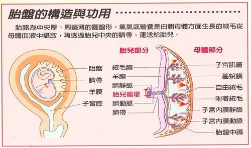 【胎盘异常placental troubles】三种低位胎盘(前置胎盘)….