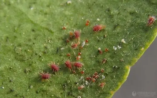 老关傻瓜相机高清2011柑橘红蜘蛛冬卵试相机照片