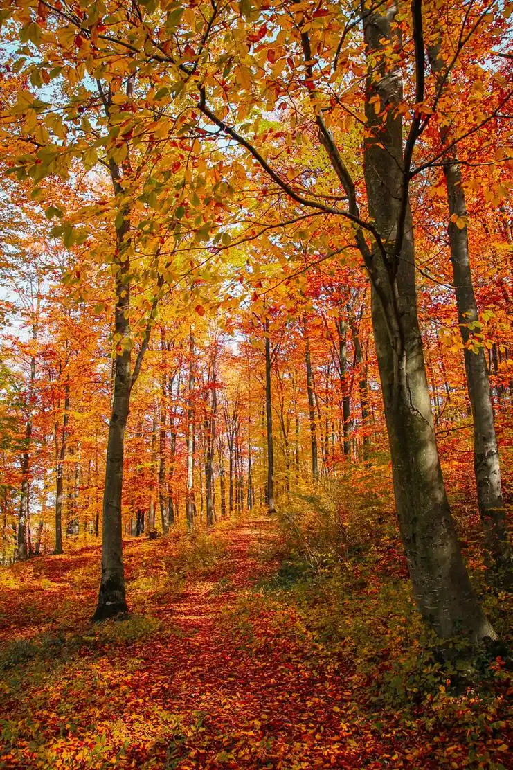 秋天枫树林美景图片