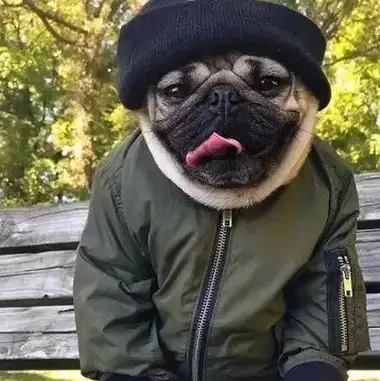 巴哥犬(或称哈巴狗)富有魅力而且高雅,18世纪末被正式命名为"巴哥犬".